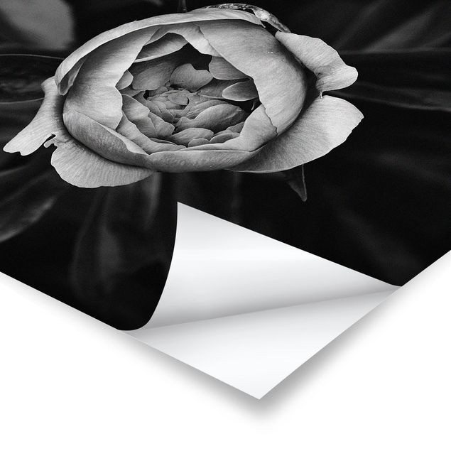 Poster print Peonies In Front Of Leaves Black And White