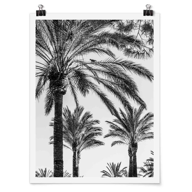 Art posters Palm Trees At Sunset Black And White