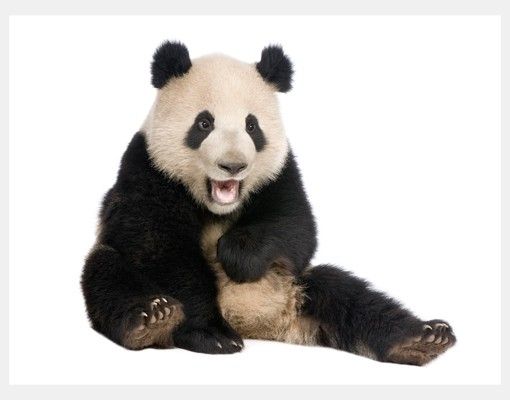 Window stickers animals Laughing Panda