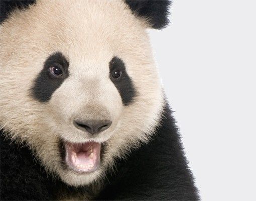 Film adhesive Laughing Panda