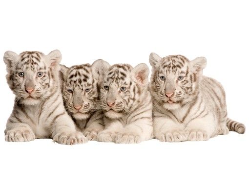Wall stickers tiger No.504 Bengal Tiger Babies
