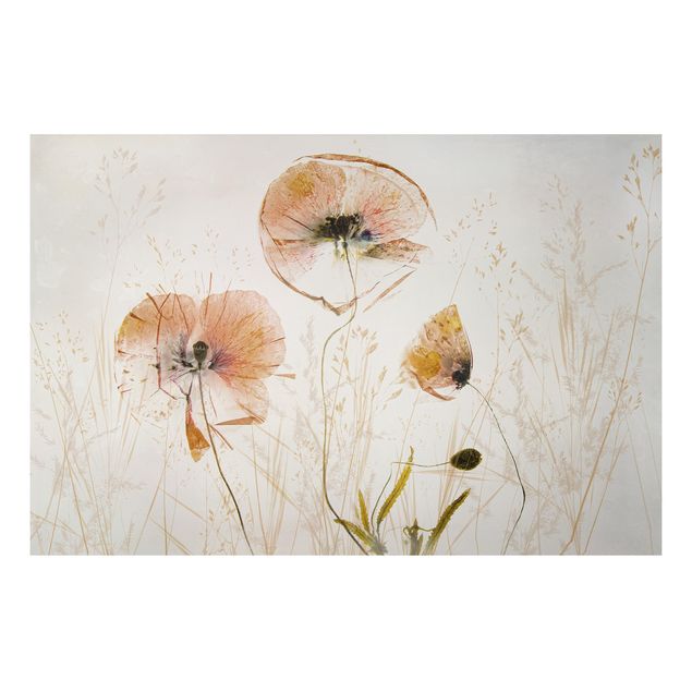 Poppies wall art Dried Poppy Flowers With Delicate Grasses