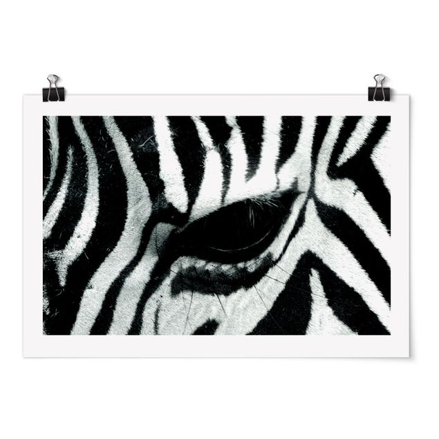 Black and white poster prints Zebra Crossing