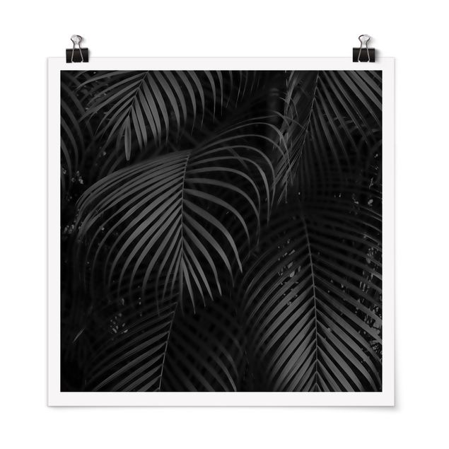 Floral canvas Black Palm Fronds