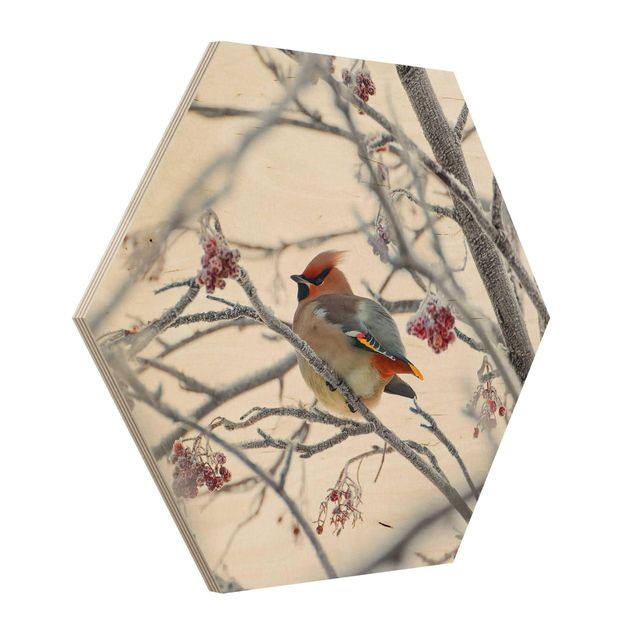 Prints on wood Waxwing on a Tree