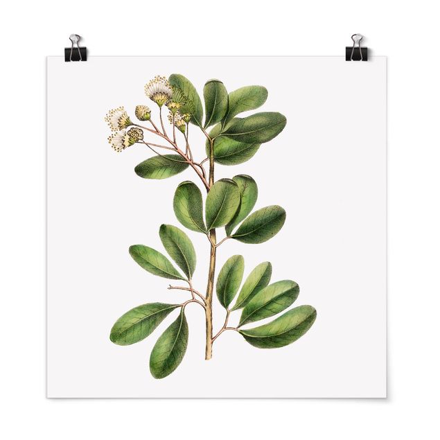 Prints floral Foliage With Flowers III