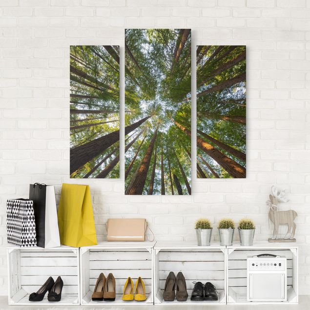 Landscape canvas prints Sequoia Tree Tops