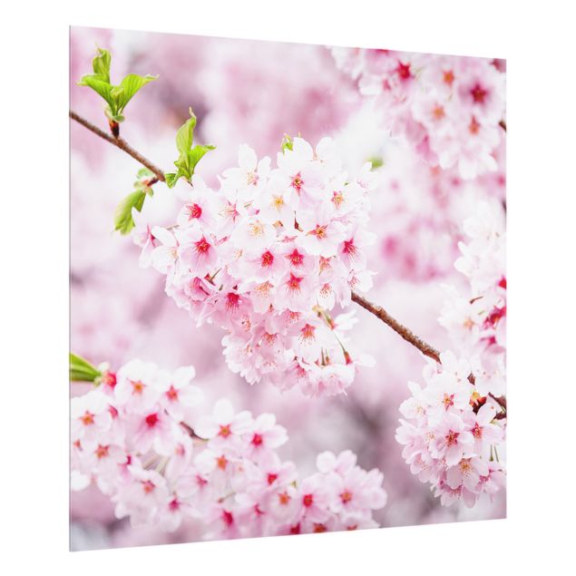 Glass splashback flower Japanese Cherry Blossoms