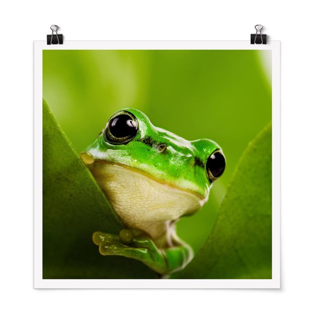 Flower print Frog