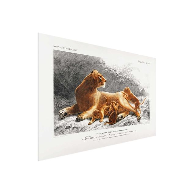 Glass prints landscape Vintage Board Lioness And Lion Cubs