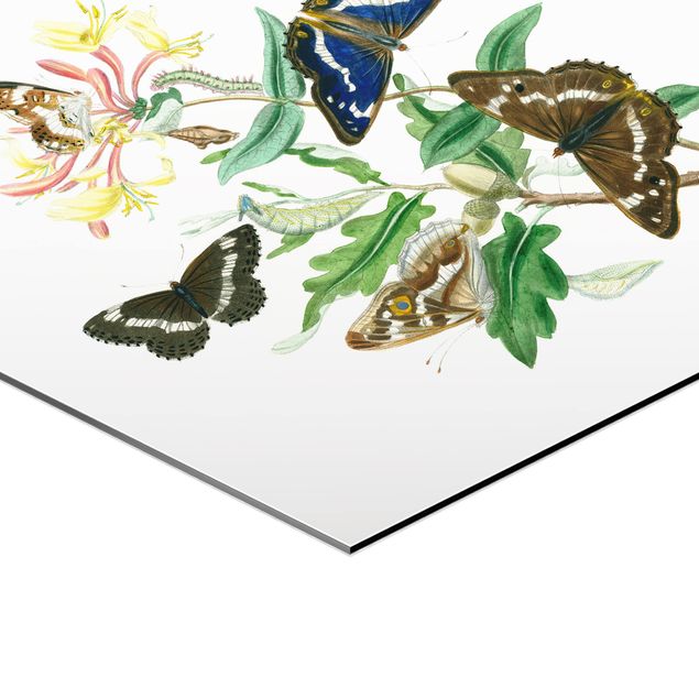 Hexagonal prints British Butterflies IV