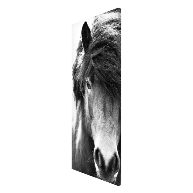 Magnet boards animals Icelandic Horse In Black And White