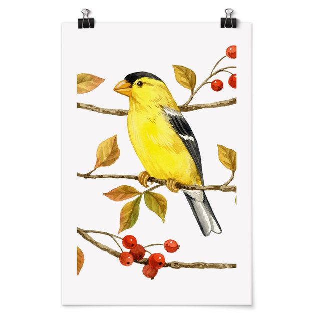 Retro photo prints Birds And Berries - American Goldfinch