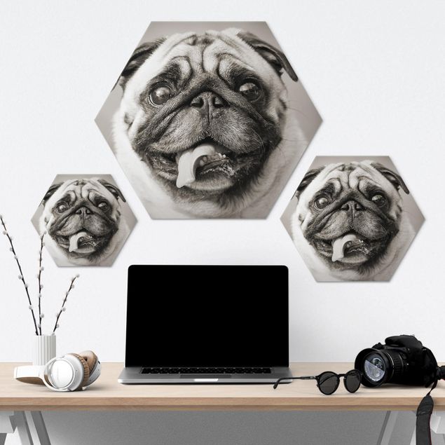 Hexagon photo prints Funny Pug