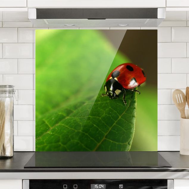 Kitchen Ladybird