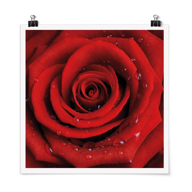 Prints flower Red Rose With Water Drops