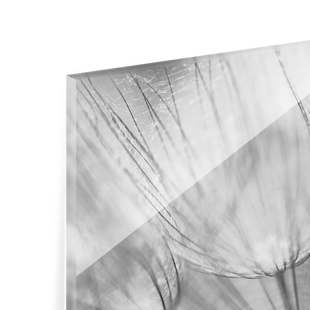 Glass Splashback - Dandelions Macro Shot In Black And White - Landscape 1:2