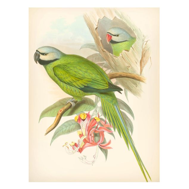 Magnet boards flower Vintage Illustration Tropical Birds II