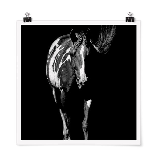 Animal canvas Horse In The Dark