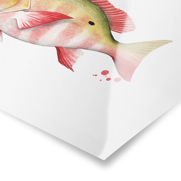 Prints Color Catch - Northern Red Snapper