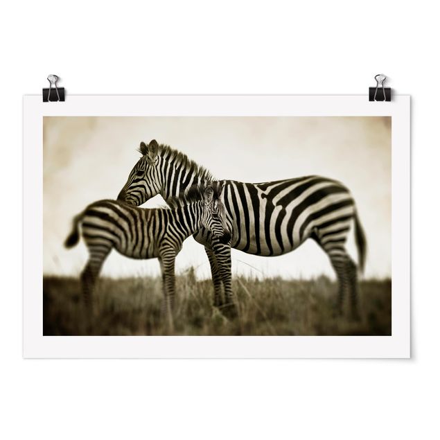 Posters black and white Zebra Couple