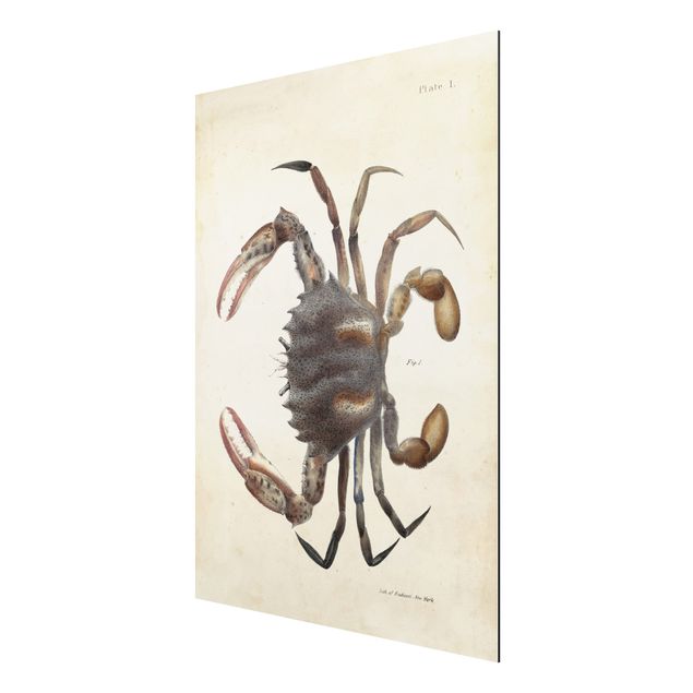 Animal wall art Vintage Illustration Crab