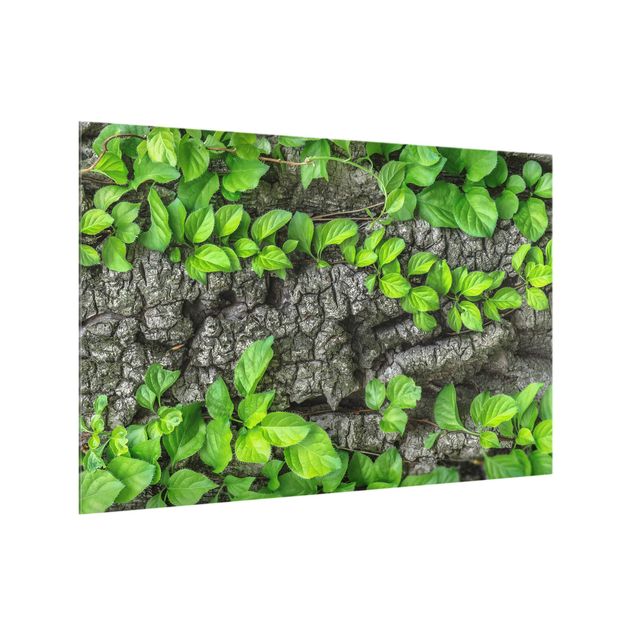Glass splashback kitchen landscape Ivy Tree Bark