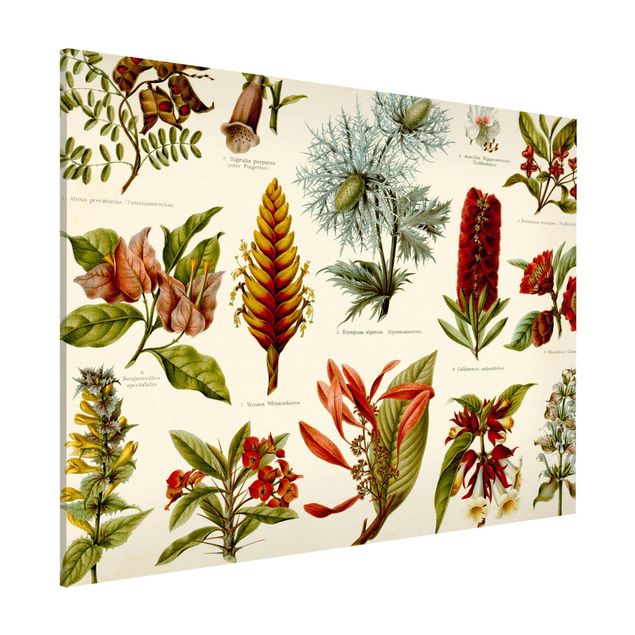 Kitchen Vintage Board Tropical Botany I