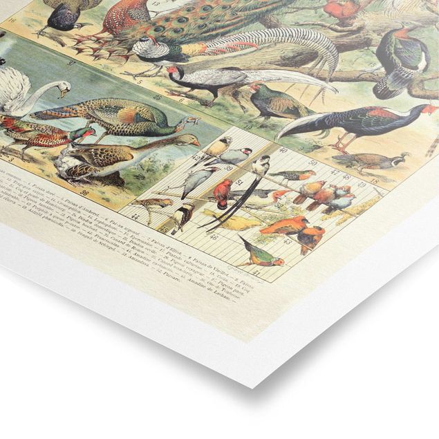 Prints multicoloured Vintage Board European Birds