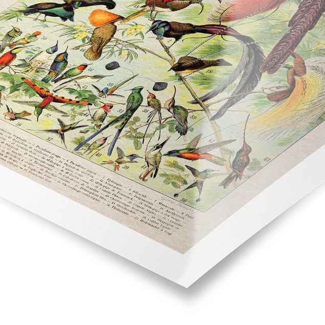 Prints Vintage Board Birds Of Paradise