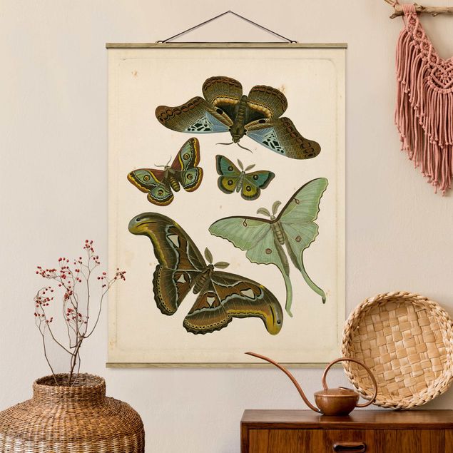 Kitchen Vintage Illustration Exotic Butterflies II