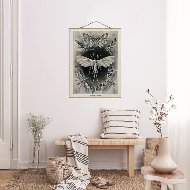 Prints vintage Vintage Board Moths And Butterflies