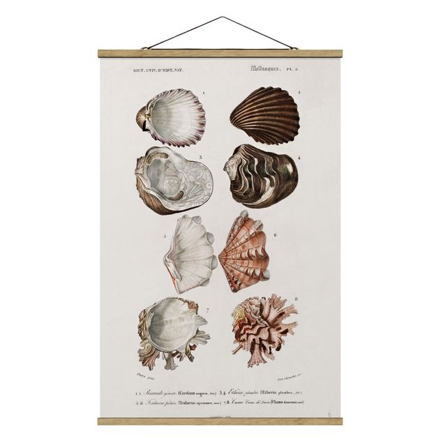 Sea prints Vintage Board Eight Shells Rose Cream