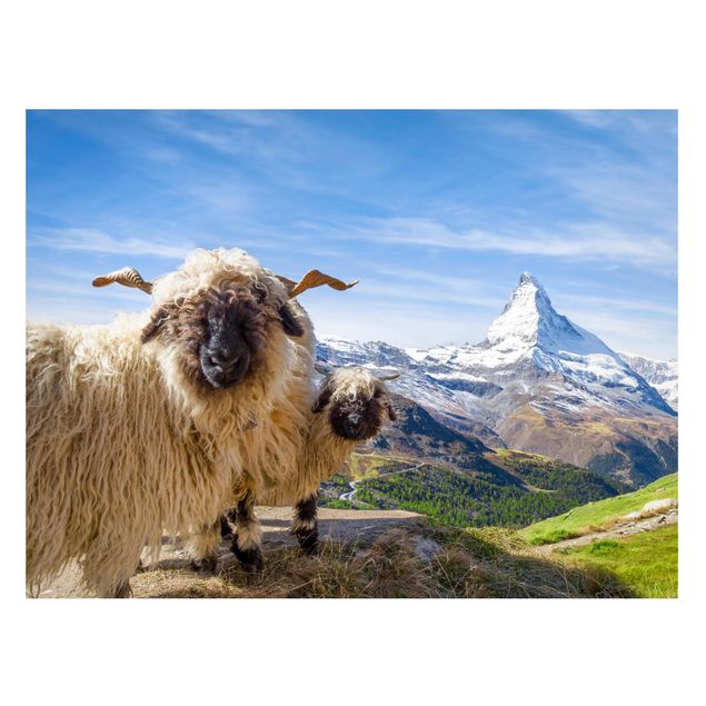 Landscape wall art Blacknose Sheep Of Zermatt