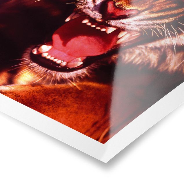 Prints Wild Tiger