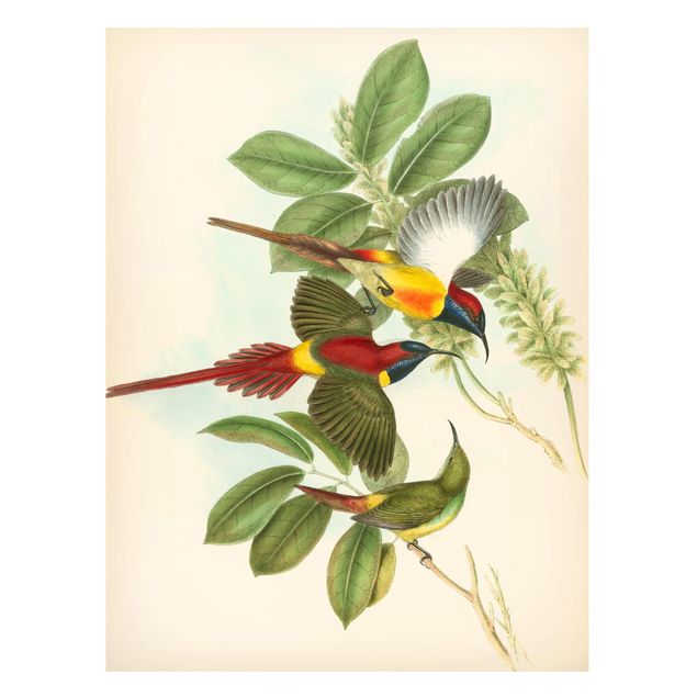 Magnet boards flower Vintage Illustration Tropical Birds III