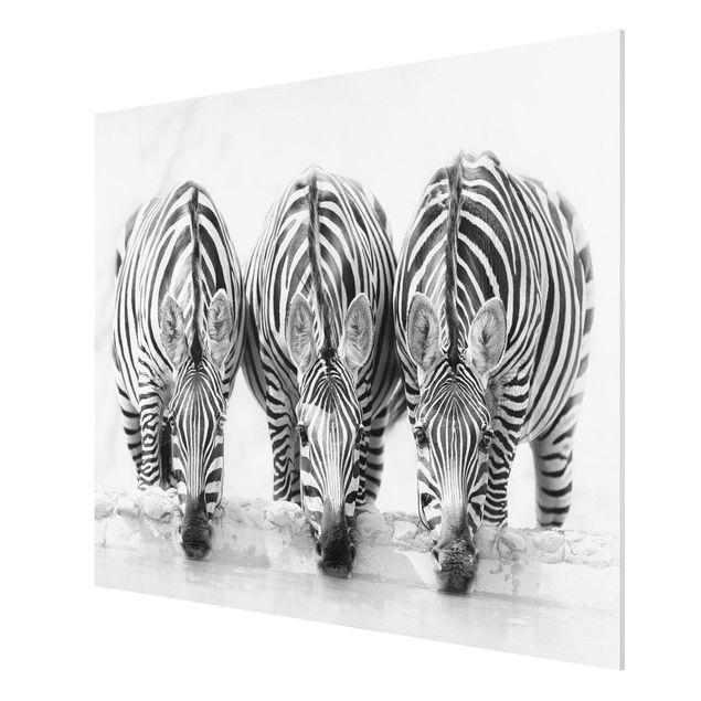 Animal canvas Zebra Trio In Black And White