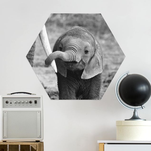 Prints elefant Baby Elephant