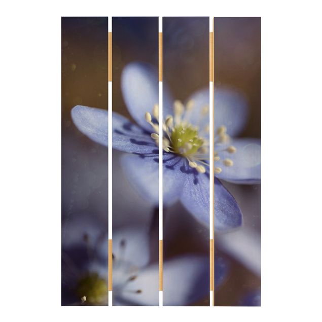 Wood prints Anemone In Blue