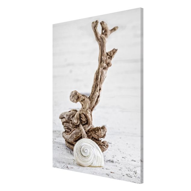Beach prints White Snail Shell And Root Wood
