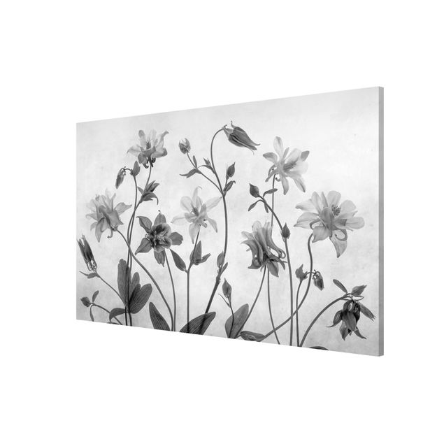 Floral canvas Forest Aquilegia Black And White