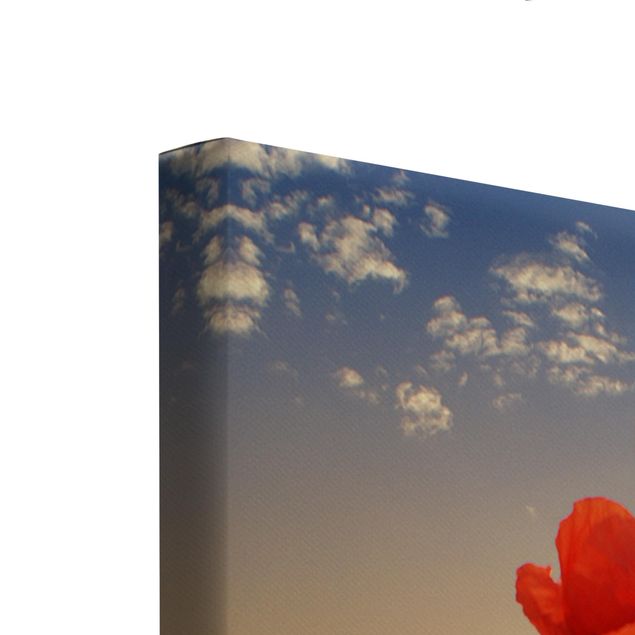 Prints modern Poppy Field In Sunset