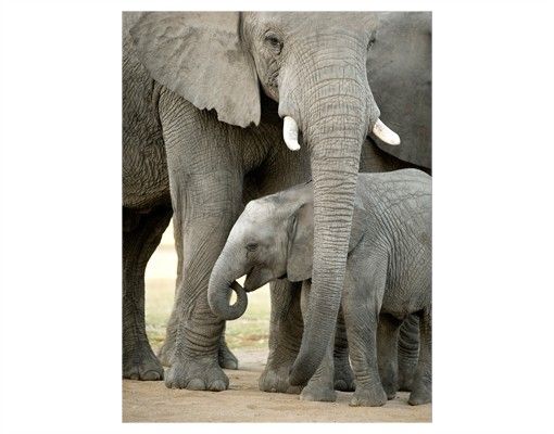 Window stickers animals Elephant Love