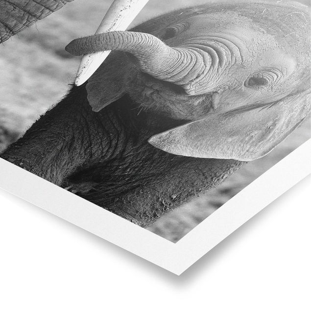 Poster black white Baby Elephant