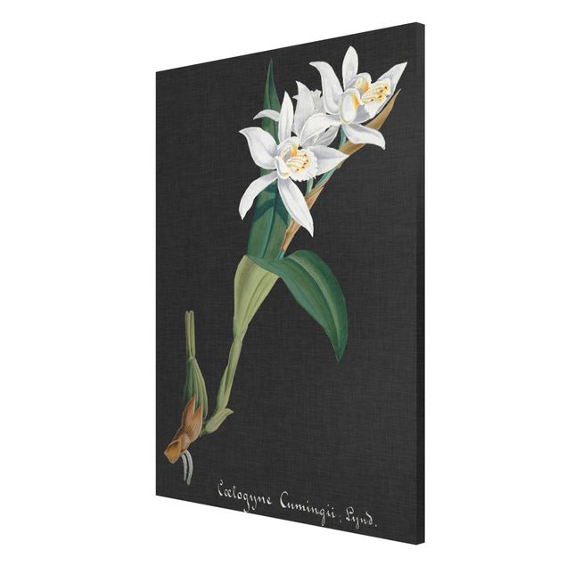 Magnet boards flower White Orchid On Linen II