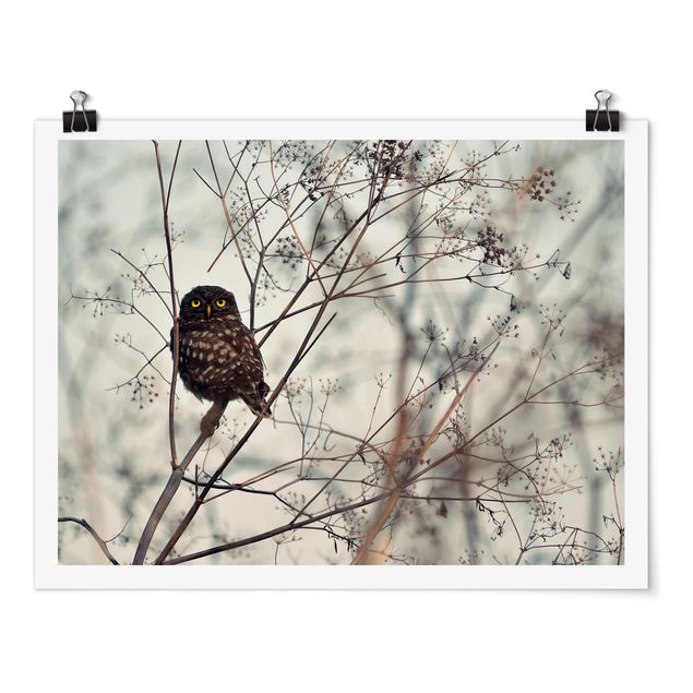 Posters animals Owl In The Winter