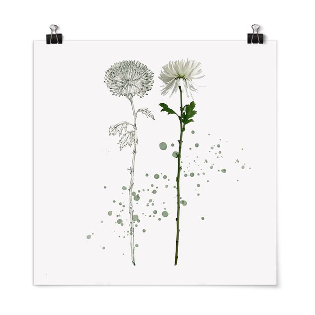 Flower print Botanical Watercolour - Dandelion