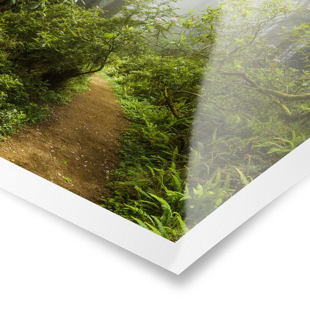 Nature wall art Misty Forest Path
