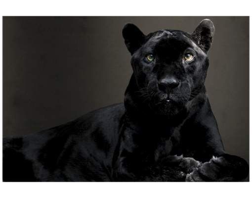 Window stickers animals Black Puma