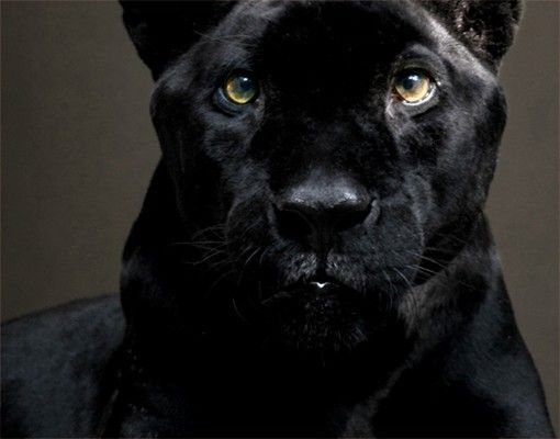 Self adhesive film Black Puma